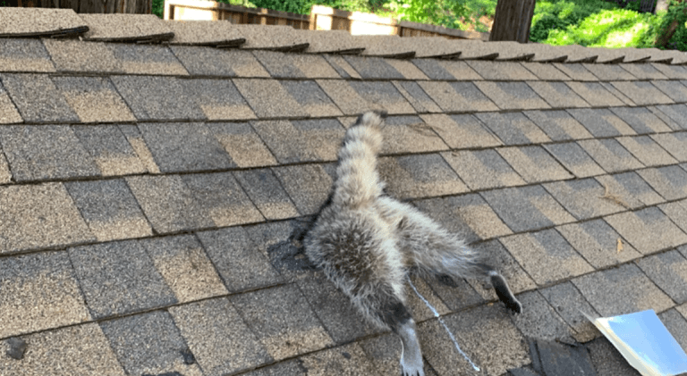 mosómedve beszorult