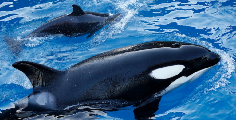 gyilkos bálna szajna