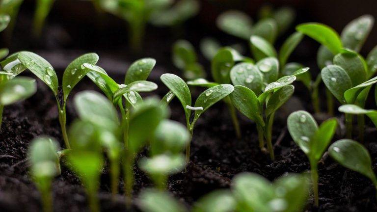 pályázat fenntarthatóság