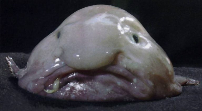 legrondább hal, blobfish