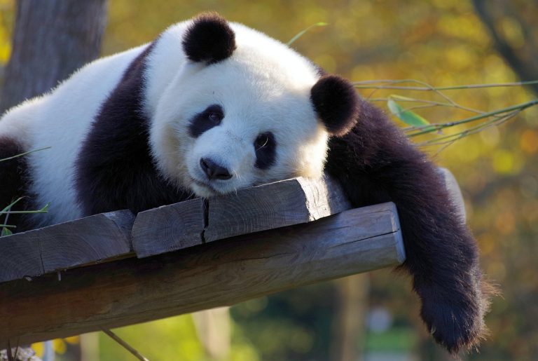 biodiverzitás kihalás panda