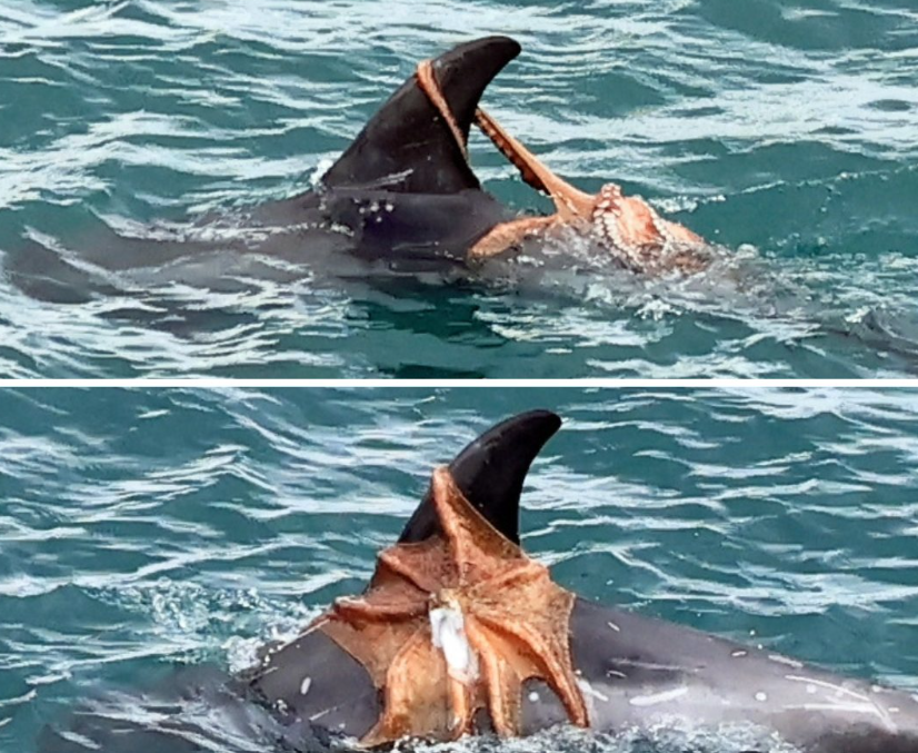 polip
